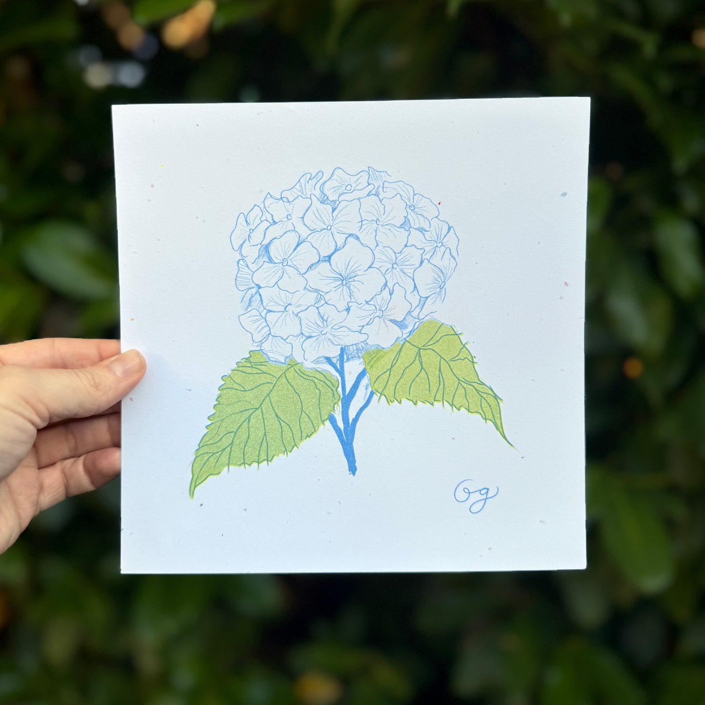 MJ's Hydrangea Riso Print